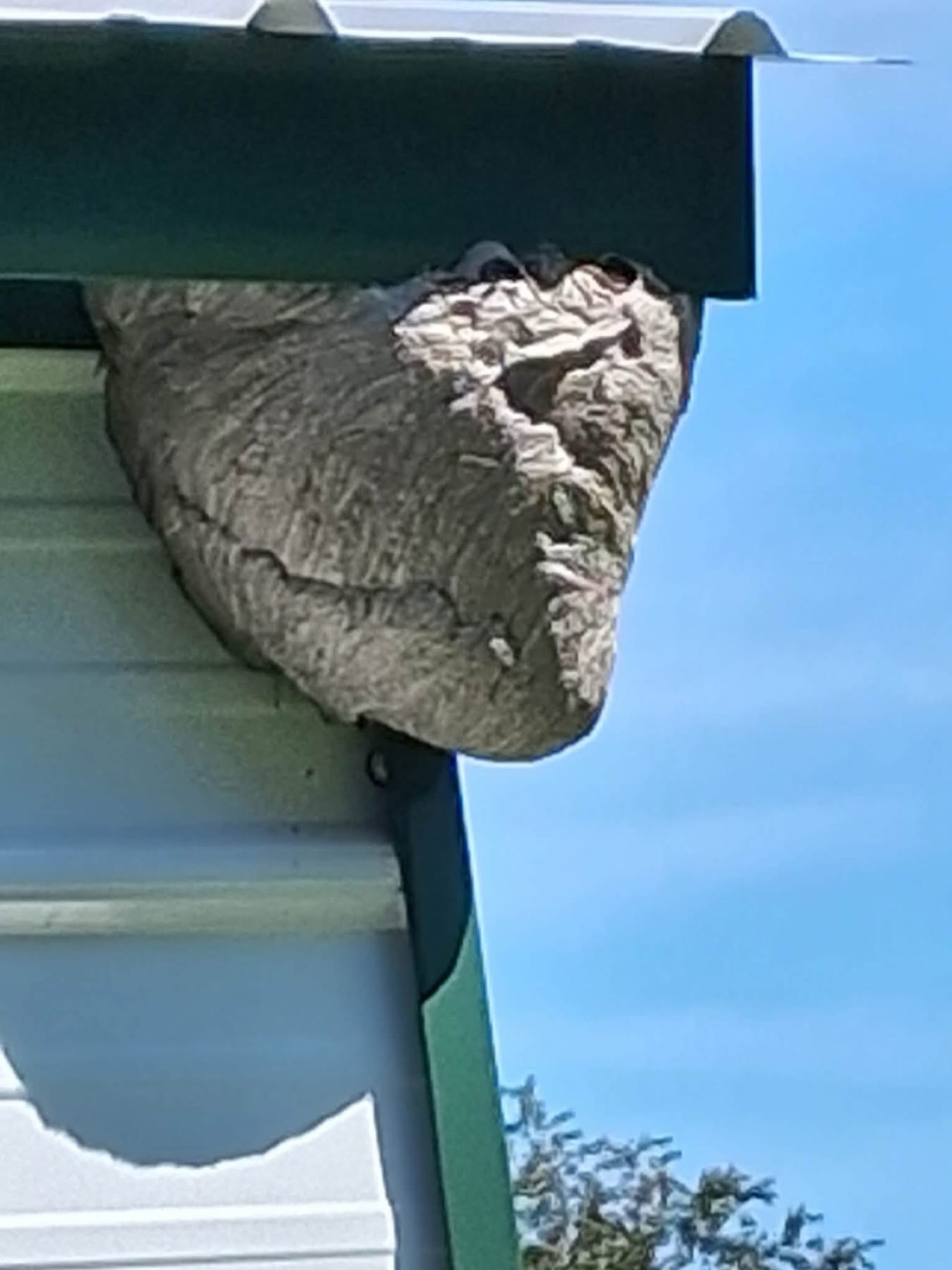 Nest in a gutter corner