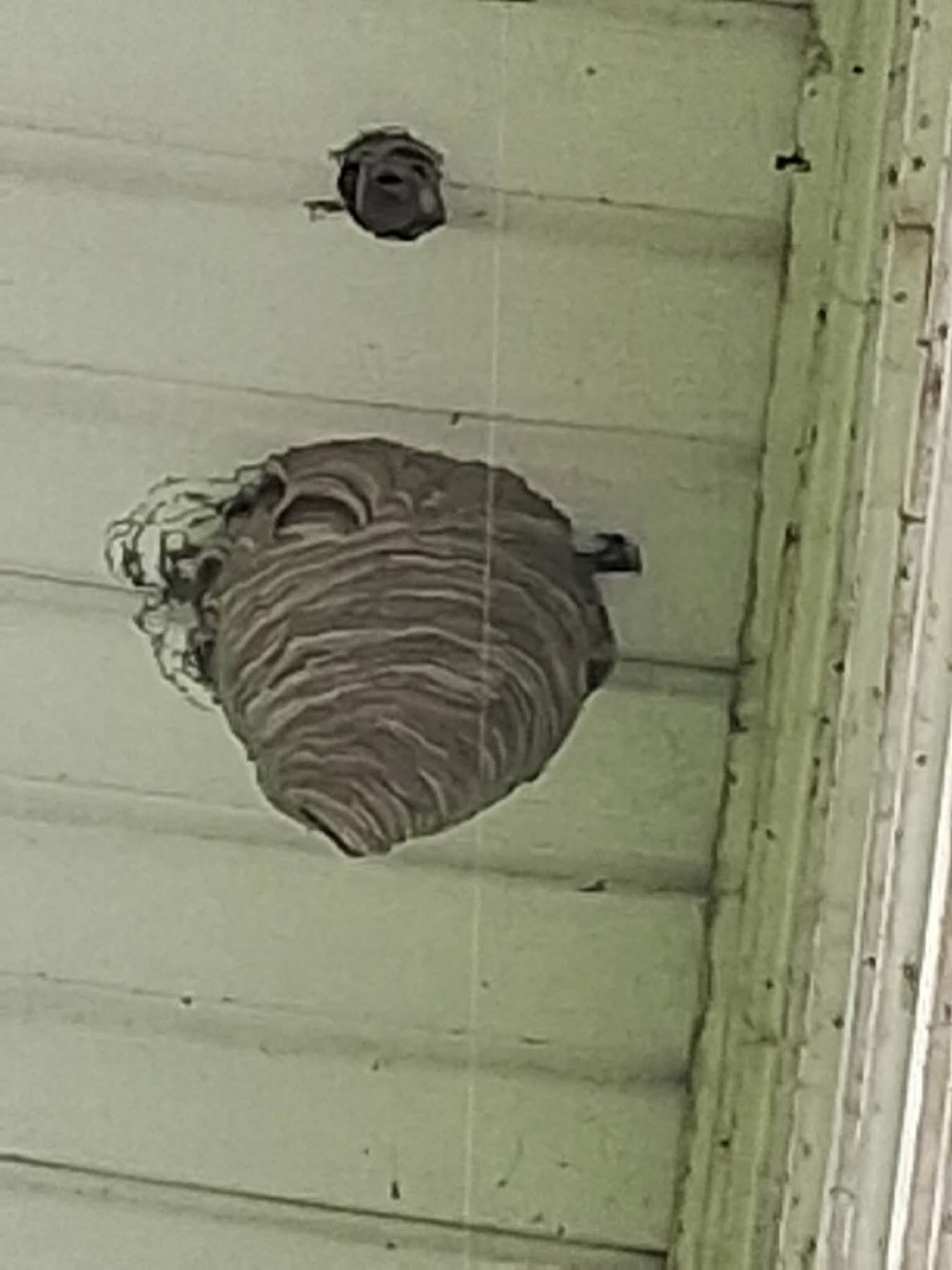 Nest on a porch ceiling